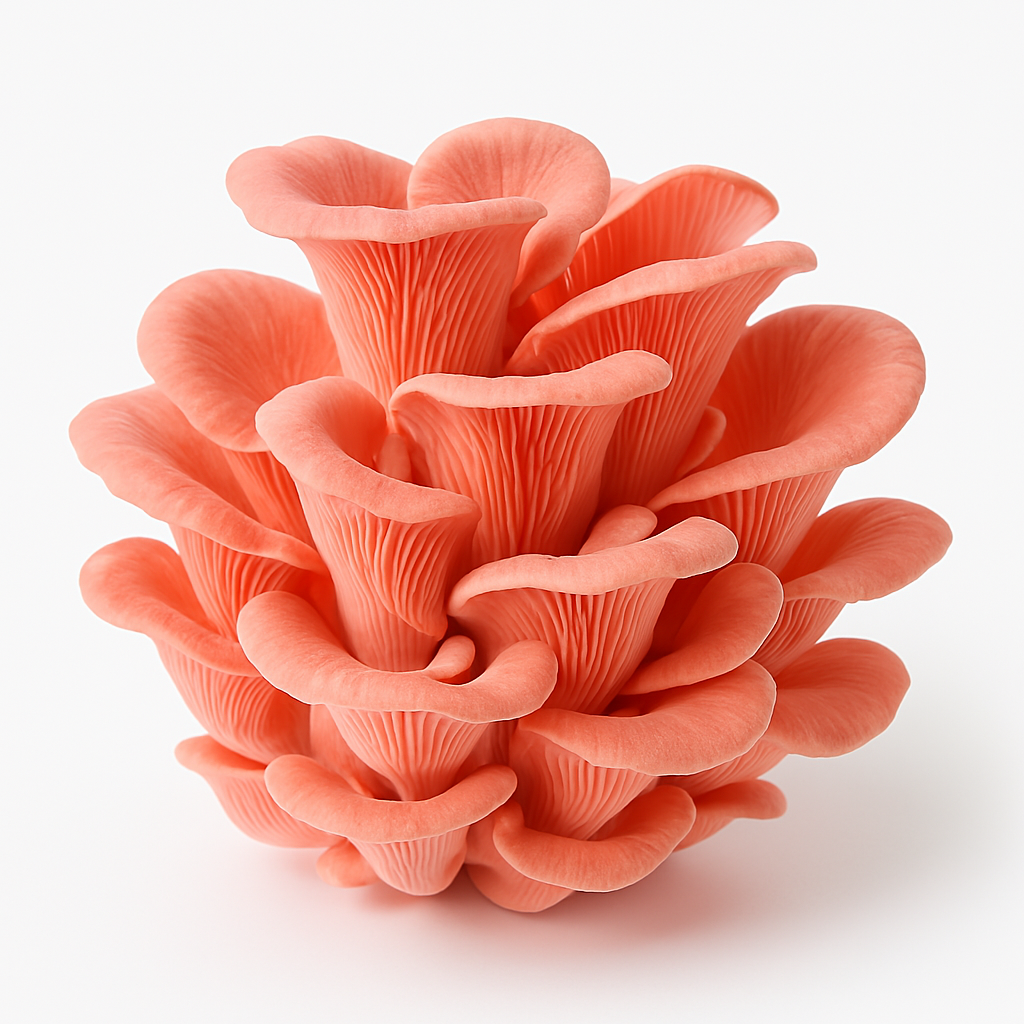 Pink Oyster Mushroom